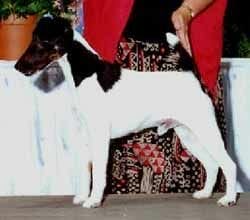 decorum toofox make my day ) fox terrier