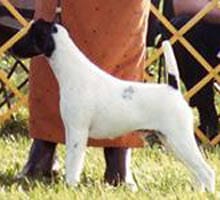 decorum laurelton to boldly go ) fox terrier