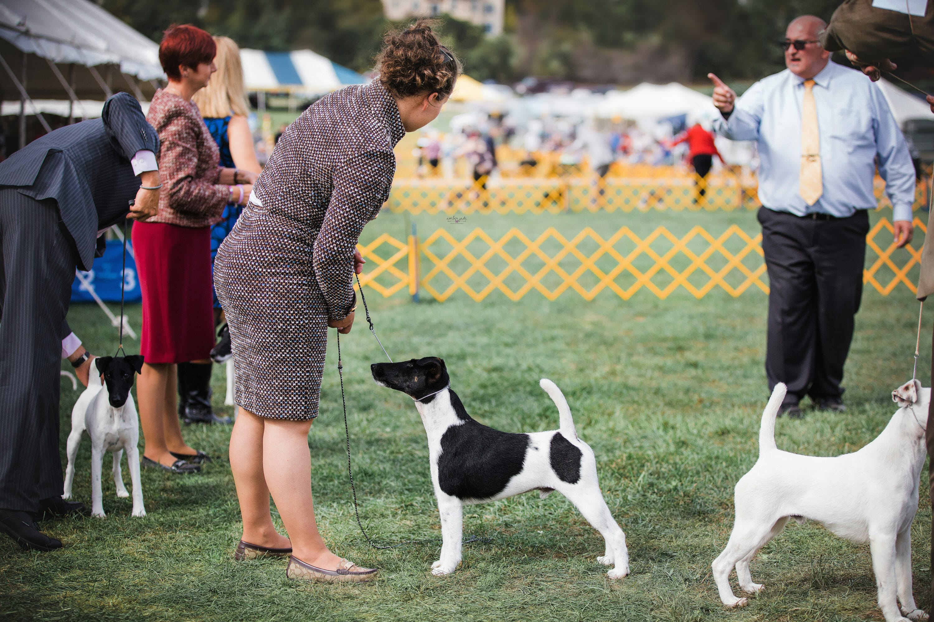 decorum spot on ) smooth fox terrier