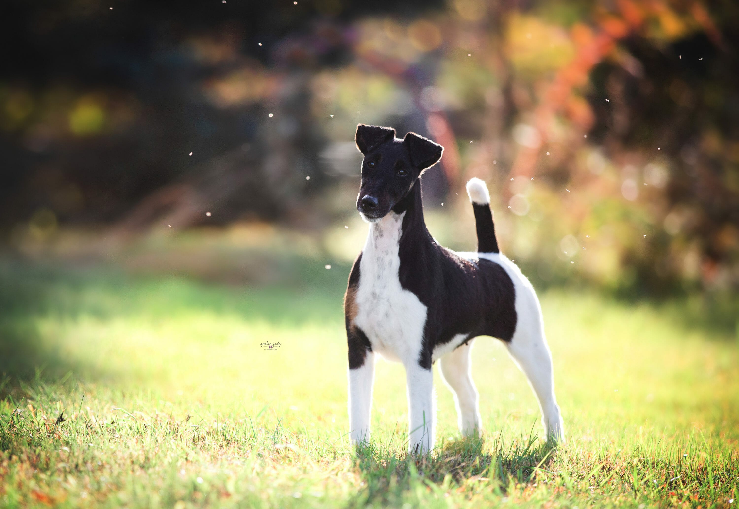 Decorum Brilliance )Fox Terrier
