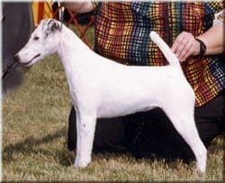 decorum reality ) fox terrier