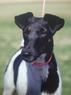 decorum Moondance ) fox terrier