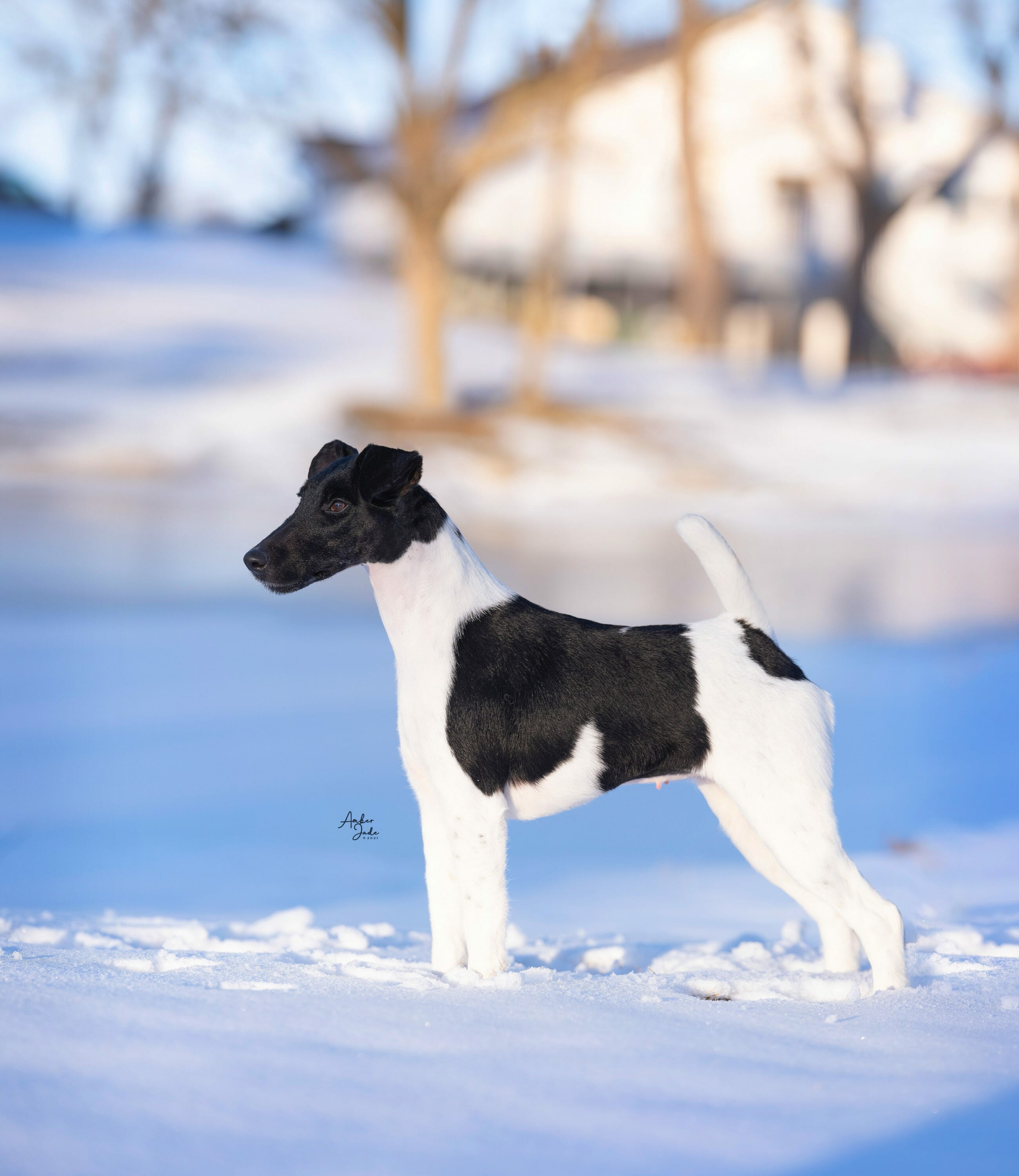 decorum radiant ) fox terrier