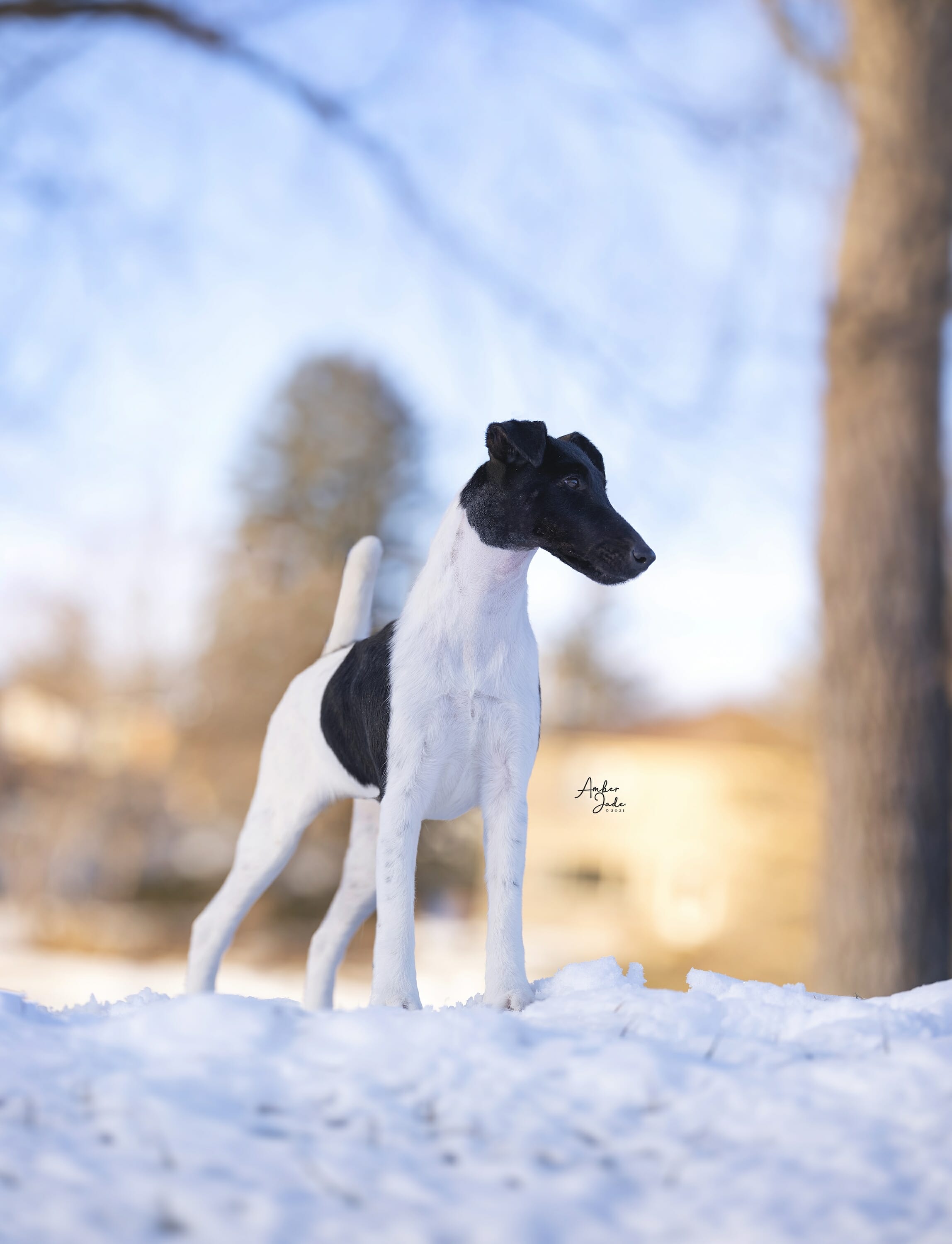 decorum radiant ) fox terrier