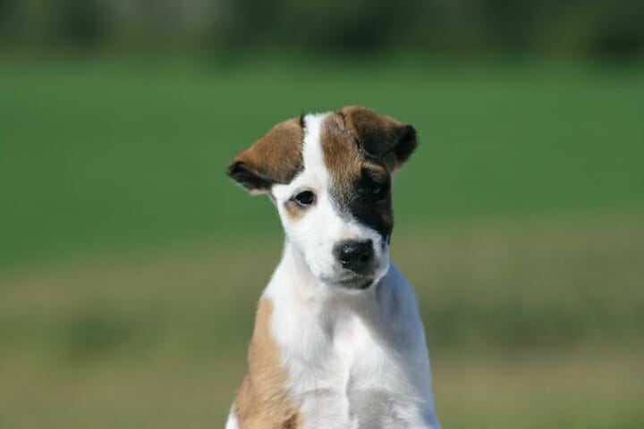 smooth fox terrier puppy