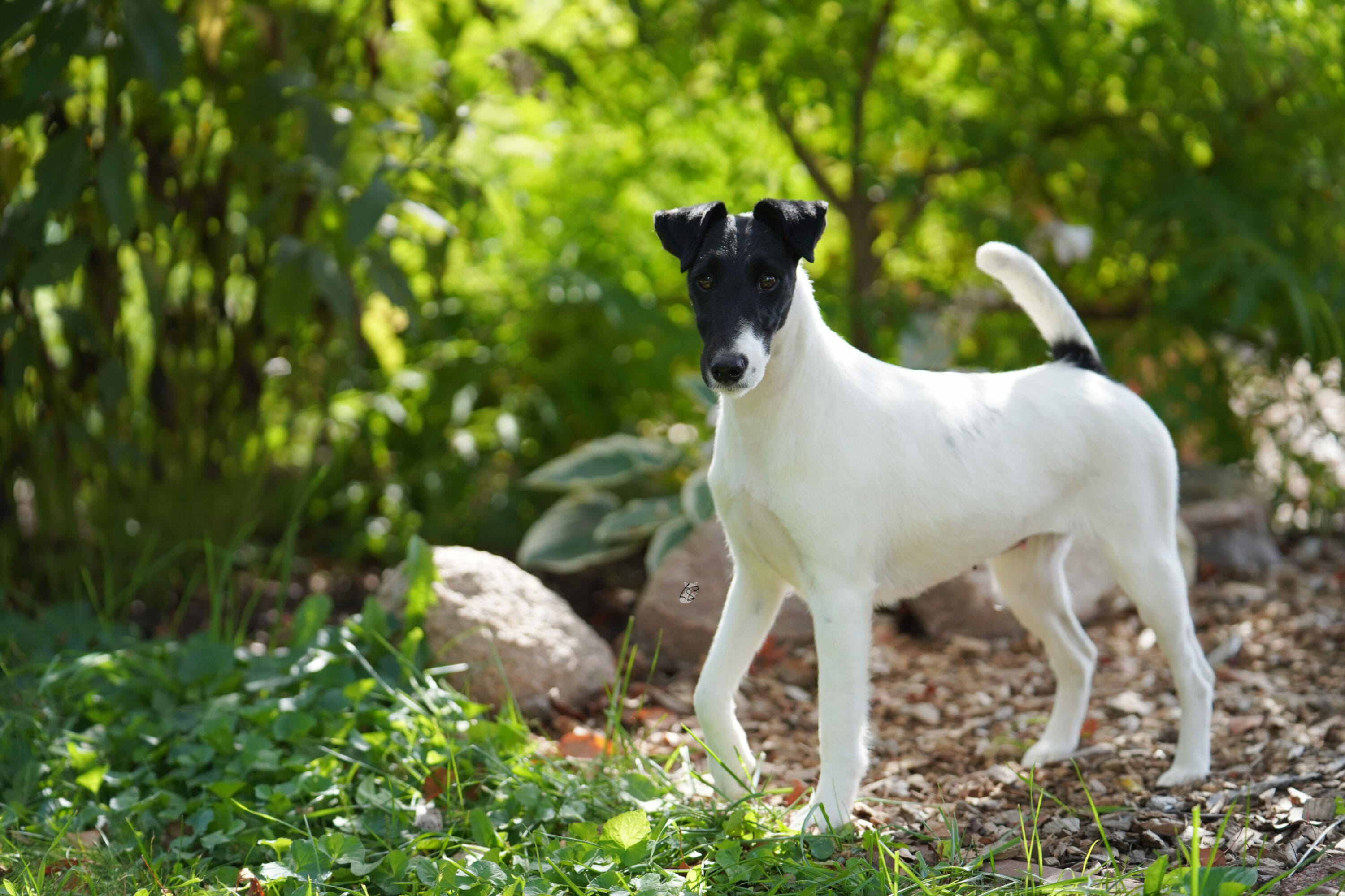 Decorum Court n Spark - smooth fox in garden