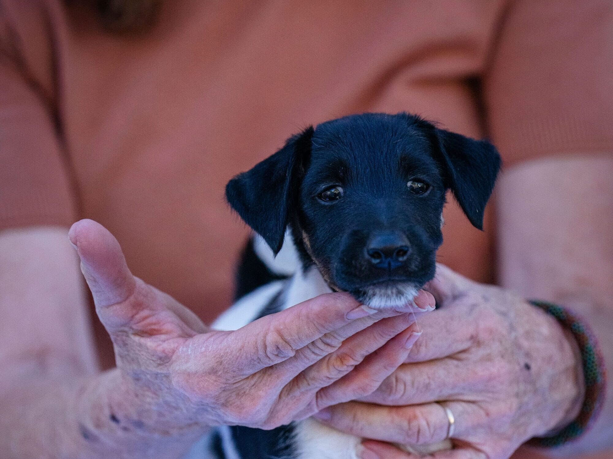 Decorum smooth fox terrier puppy