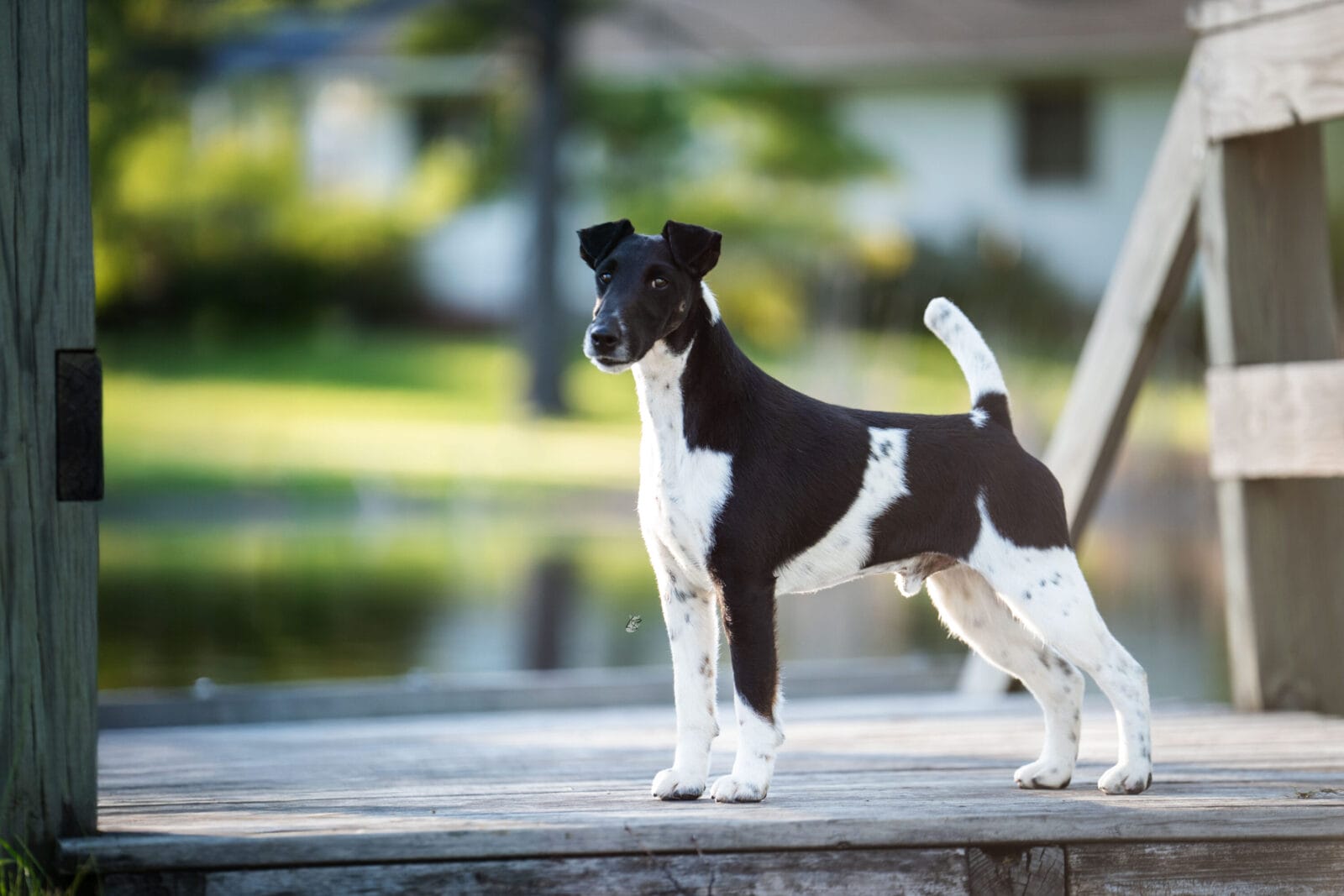 Photo of BISS GCH Decorum Absolutely Noteworthy, a Black, Tan & White Fox Terrier (Smooth).