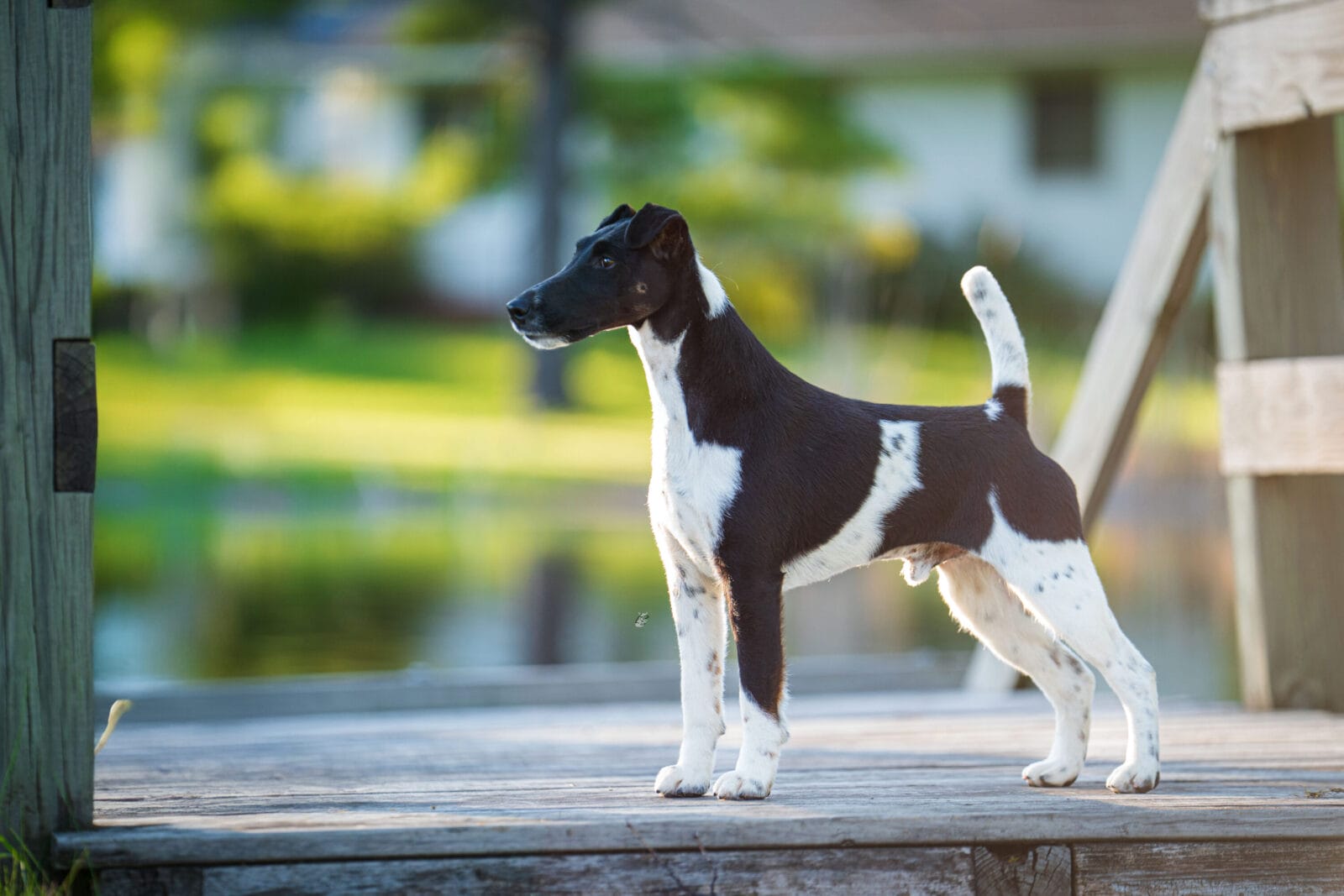 Photo of BISS GCH Decorum Absolutely Noteworthy, a Black, Tan & White Fox Terrier (Smooth).