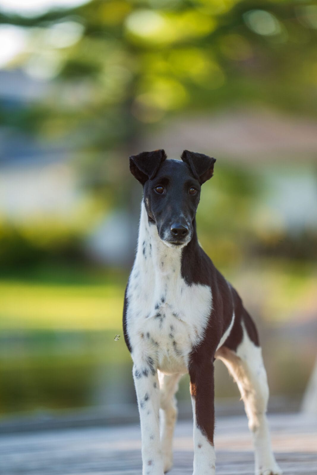 Photo of BISS GCH Decorum Absolutely Noteworthy, a Black, Tan & White Fox Terrier (Smooth).