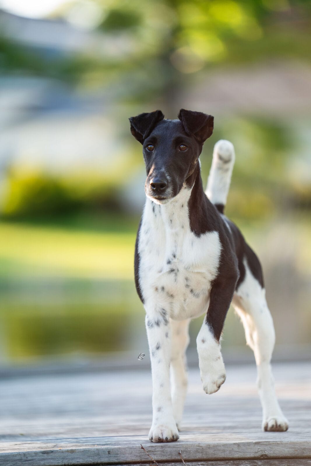 Photo of BISS GCH Decorum Absolutely Noteworthy, a Black, Tan & White Fox Terrier (Smooth).