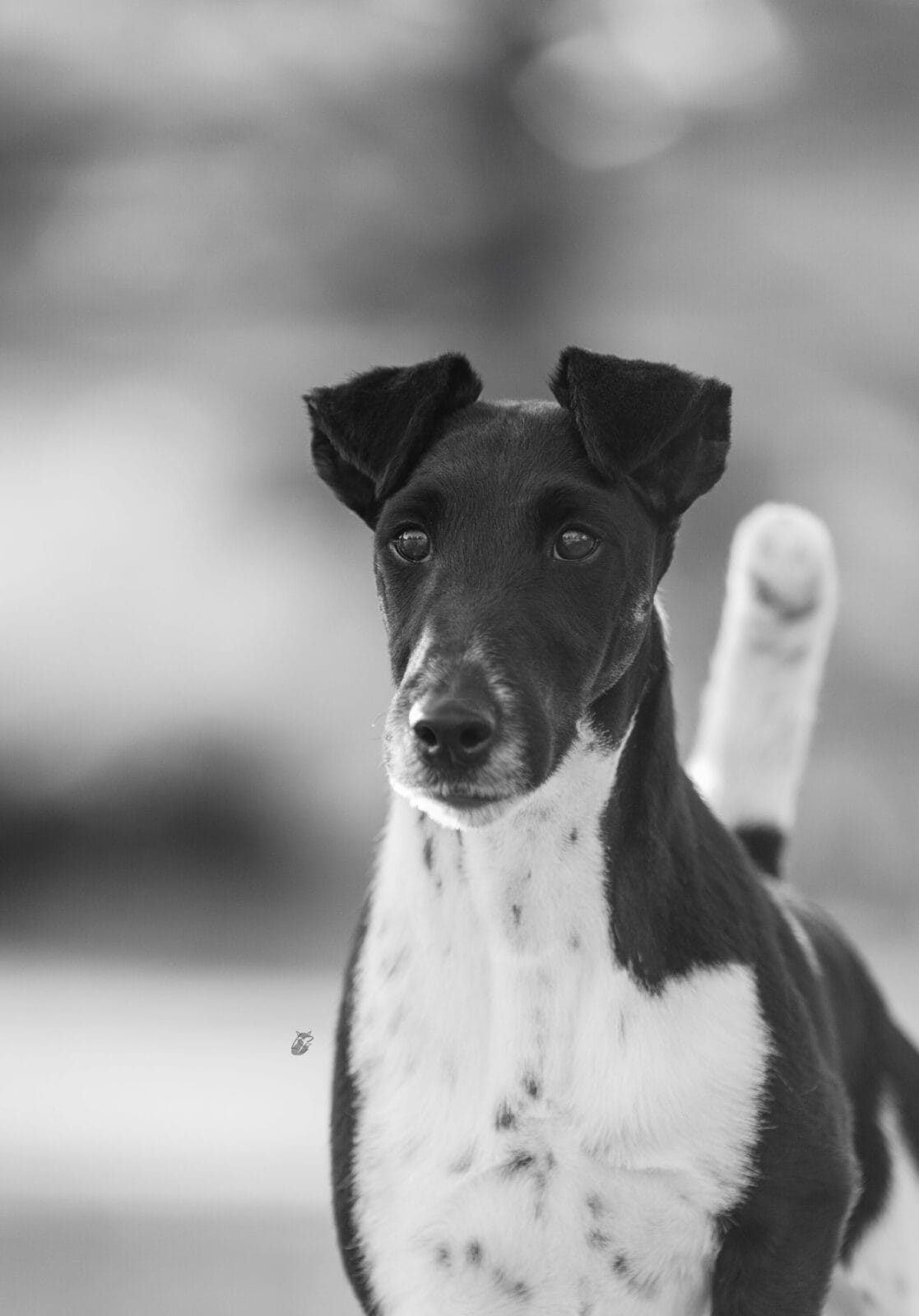 Photo of BISS GCH Decorum Absolutely Noteworthy, a Black, Tan & White Fox Terrier (Smooth).
