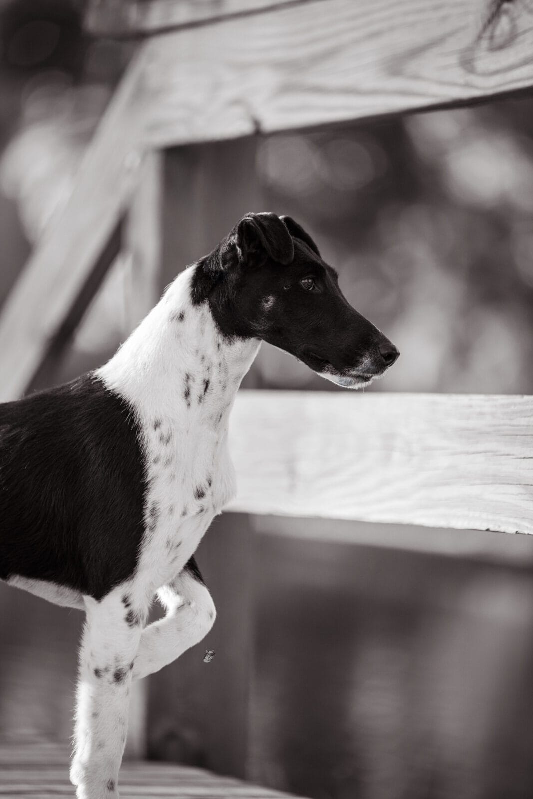 Photo of BISS GCH Decorum Absolutely Noteworthy, a Black, Tan & White Fox Terrier (Smooth).