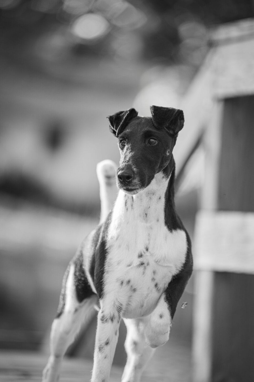 Photo of BISS GCH Decorum Absolutely Noteworthy, a Black, Tan & White Fox Terrier (Smooth).