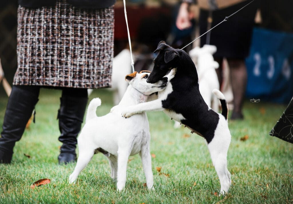 fox terriers sparring