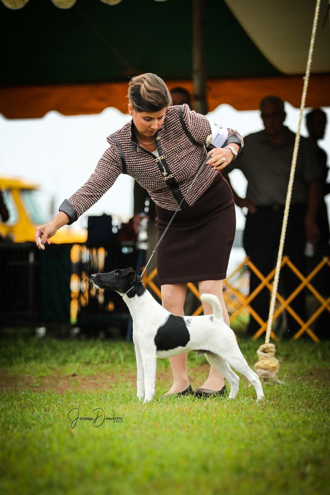 Photo of Multi CH Agria Zip Code, a black, Tan & White Fox Terrier (Smooth).