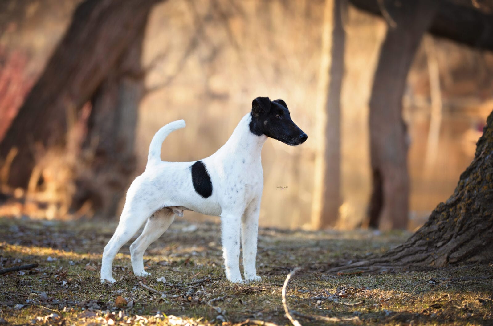 Photo of Multi CH Agria Zip Code, a black, Tan & White Fox Terrier (Smooth).