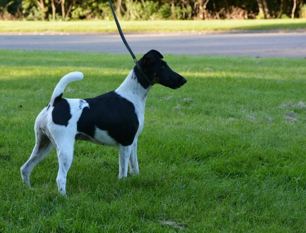 decorum incandescent ) smooth fox terrier