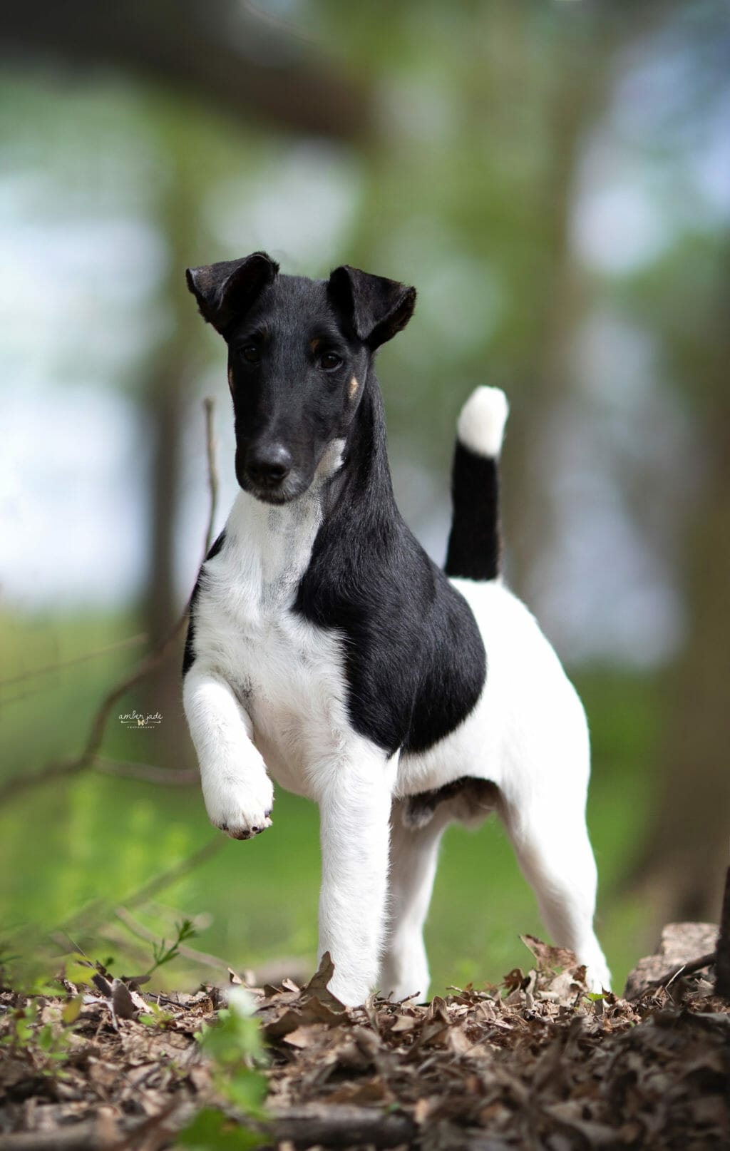 Decorum Jetstream Mischief Managed ) Smooth Fox Terrier
