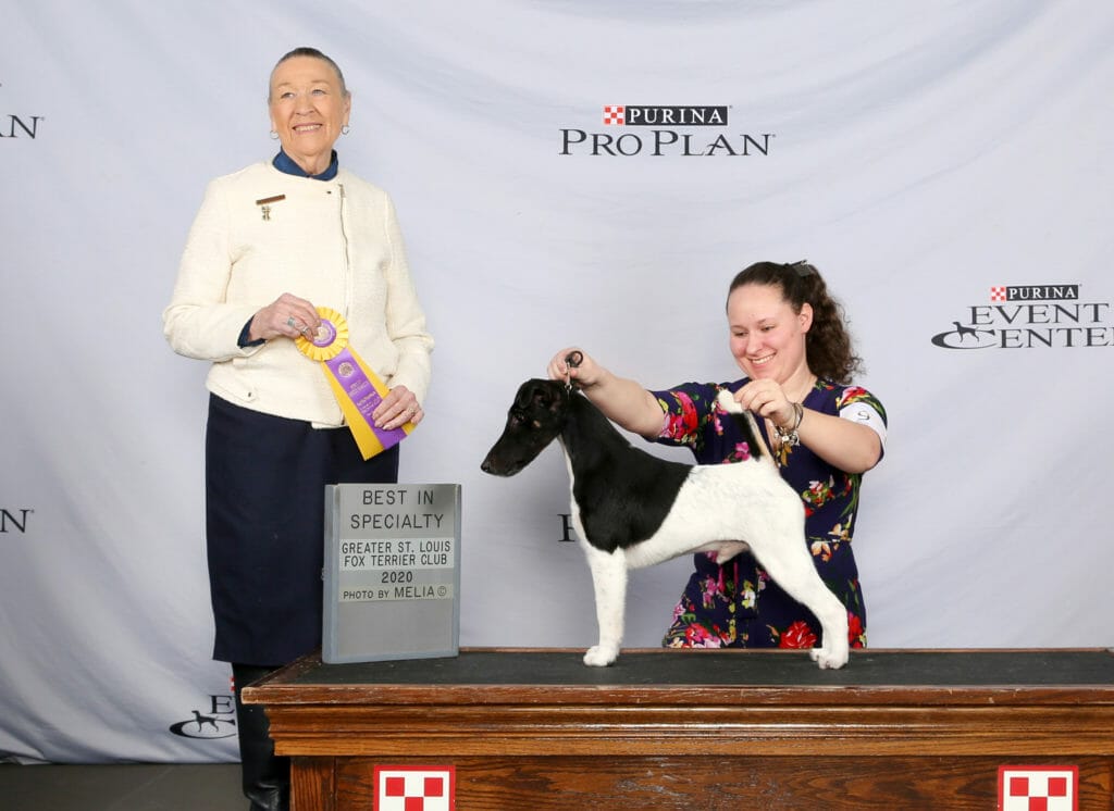 Decorum Jetstream Mischief Managed ) Smooth Fox Terrier
