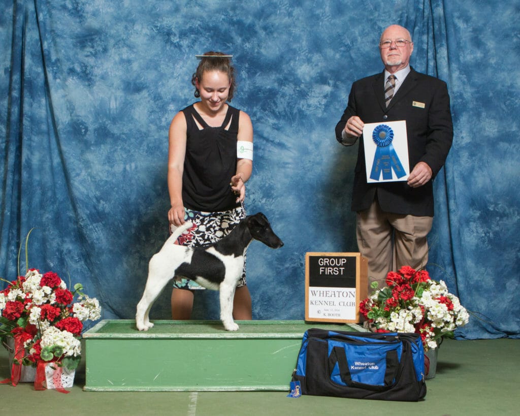 decorum spot on ) smooth fox terrier