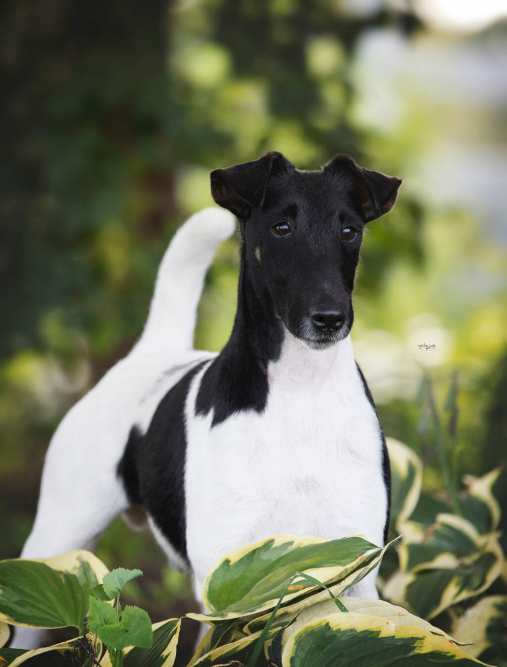 decorum spot on ) smooth fox terrier