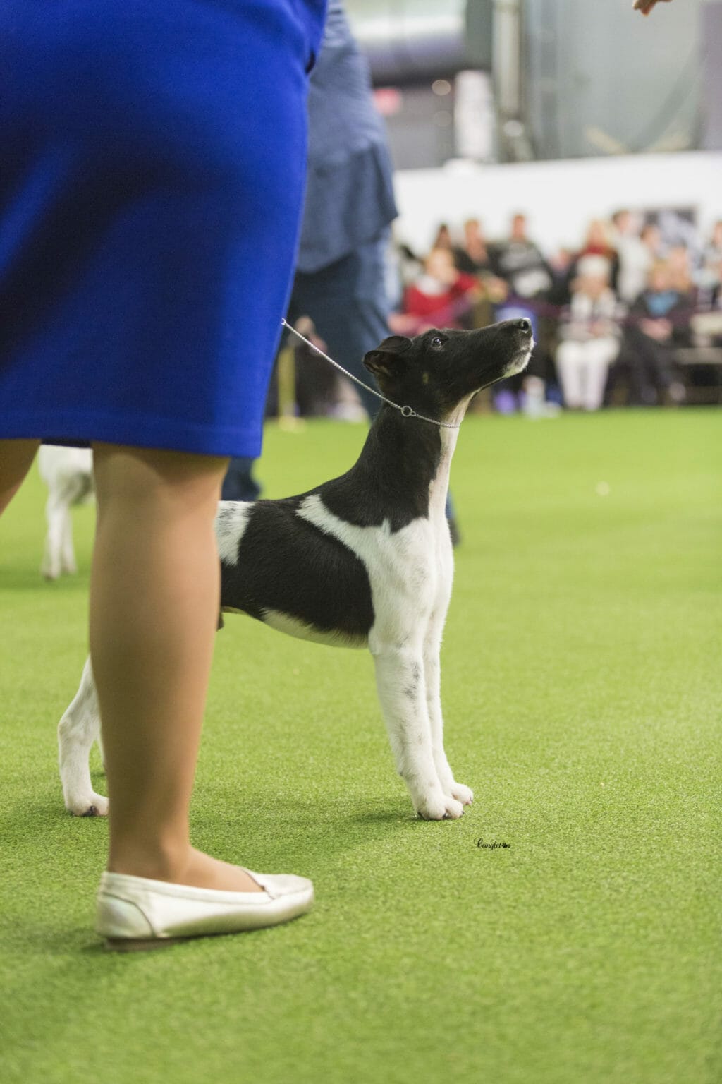 decorum spot on ) smooth fox terrier