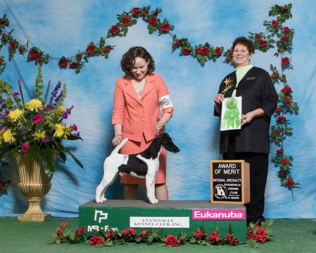decorum spot on ) smooth fox terrier