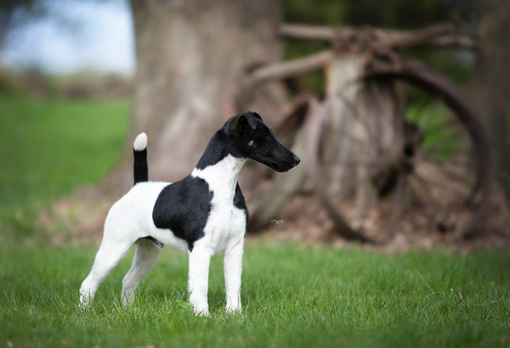 Decorum Jetstream Mischief Managed ) Smooth Fox Terrier