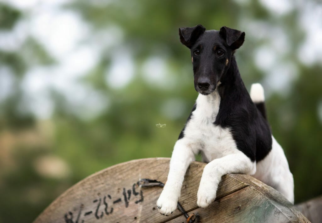 Decorum Jetstream Mischief Managed ) Smooth Fox Terrier