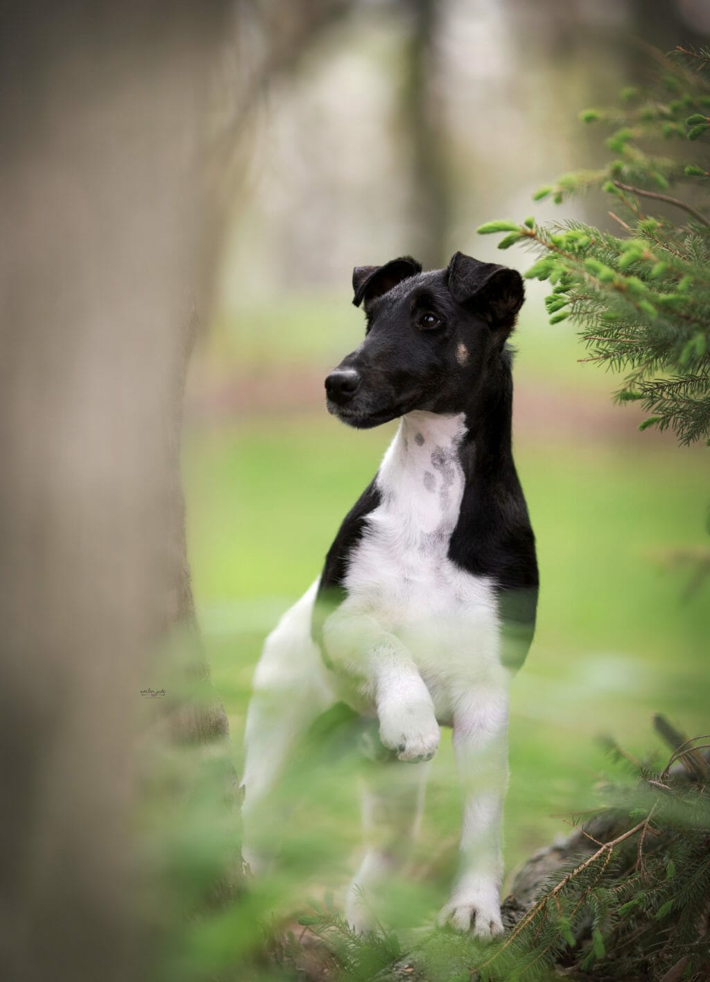 Decorum Jetstream Mischief Managed ) Smooth Fox Terrier