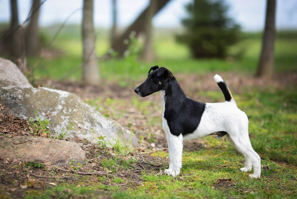 Decorum Jetstream Mischief Managed ) Smooth Fox Terrier