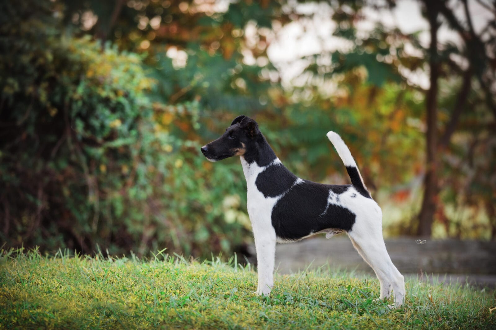 Photo of BISS Multi CH Belfox Ink ROM SD, a Black, Tan & White Fox Terrier (Smooth).