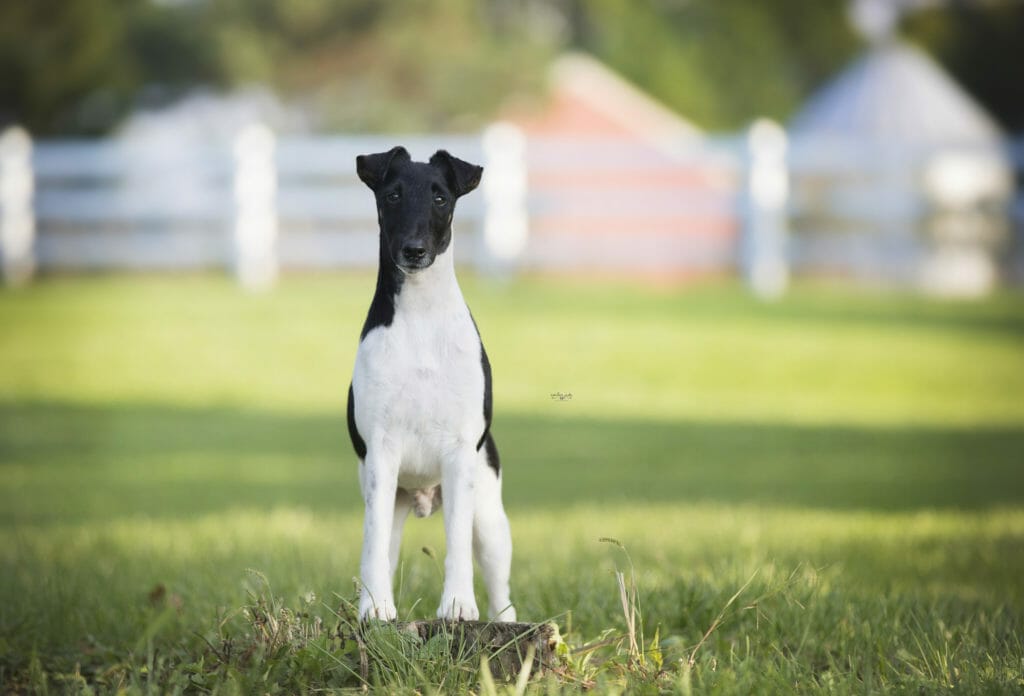 decorum spot on ) smooth fox terrier