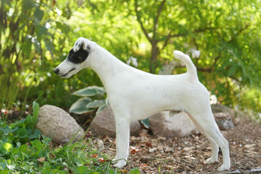 Decorum Turnin Heads - fox terrier in garden