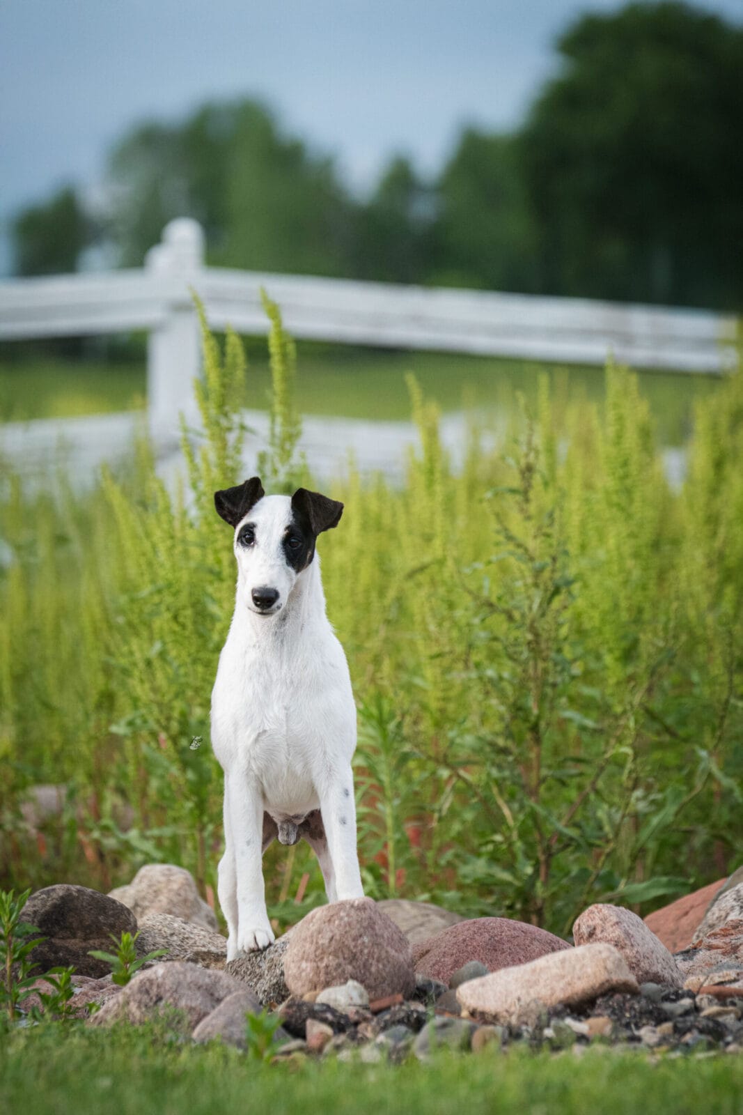 Photo of GCH Decorum Turnin’ Heads, a Black, Tan & White Fox Terrier (Smooth).