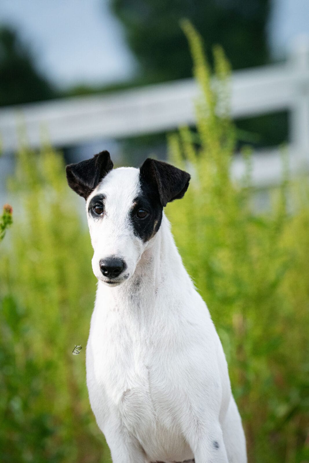 Photo of GCH Decorum Turnin’ Heads, a Black, Tan & White Fox Terrier (Smooth).