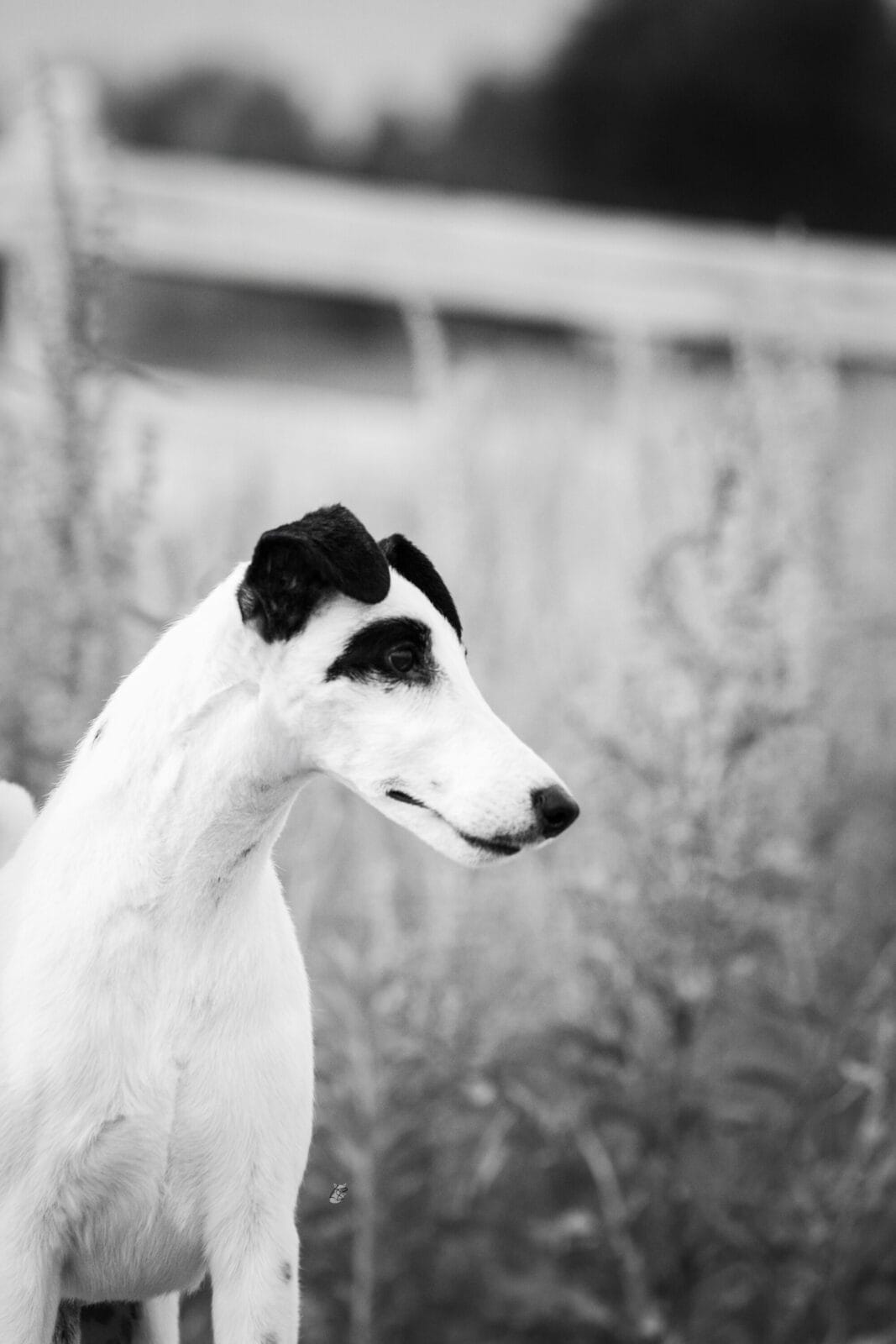 Photo of GCH Decorum Turnin’ Heads, a Black, Tan & White Fox Terrier (Smooth).