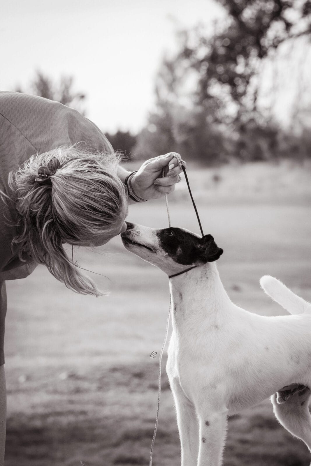 Photo of GCH Decorum Turnin’ Heads, a Black, Tan & White Fox Terrier (Smooth).