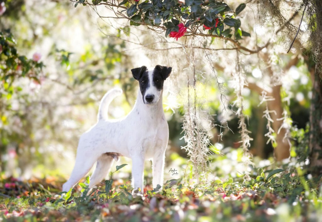 Decorum Turn Up The Drama ) Fox Terrier
