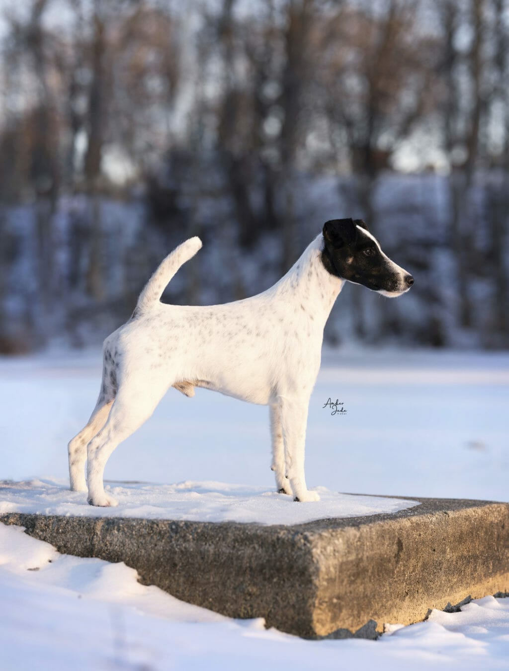 Photo of BISS GCH Decorum Turn Up The Drama ROM, a Black & White Fox Terrier (Smooth).