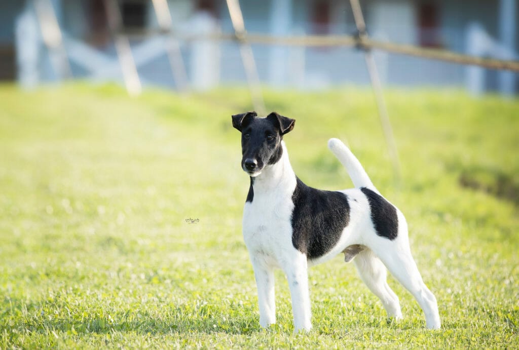 decorum spot on ) Smooth fox terrier