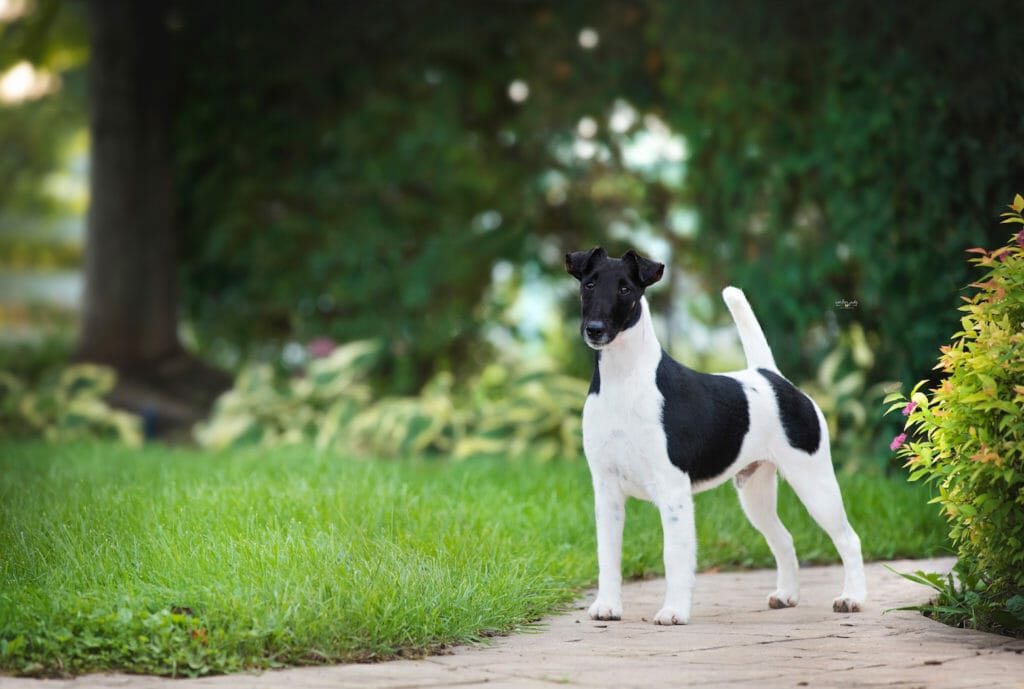 decorum spot on ) smooth fox terrier