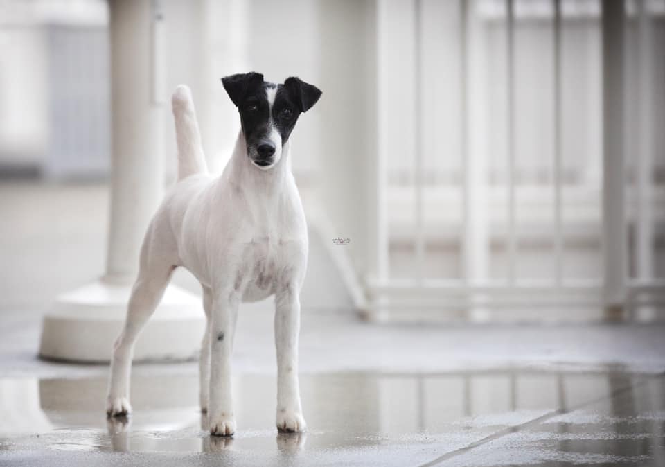 Decorum Priceless smooth fox terrier