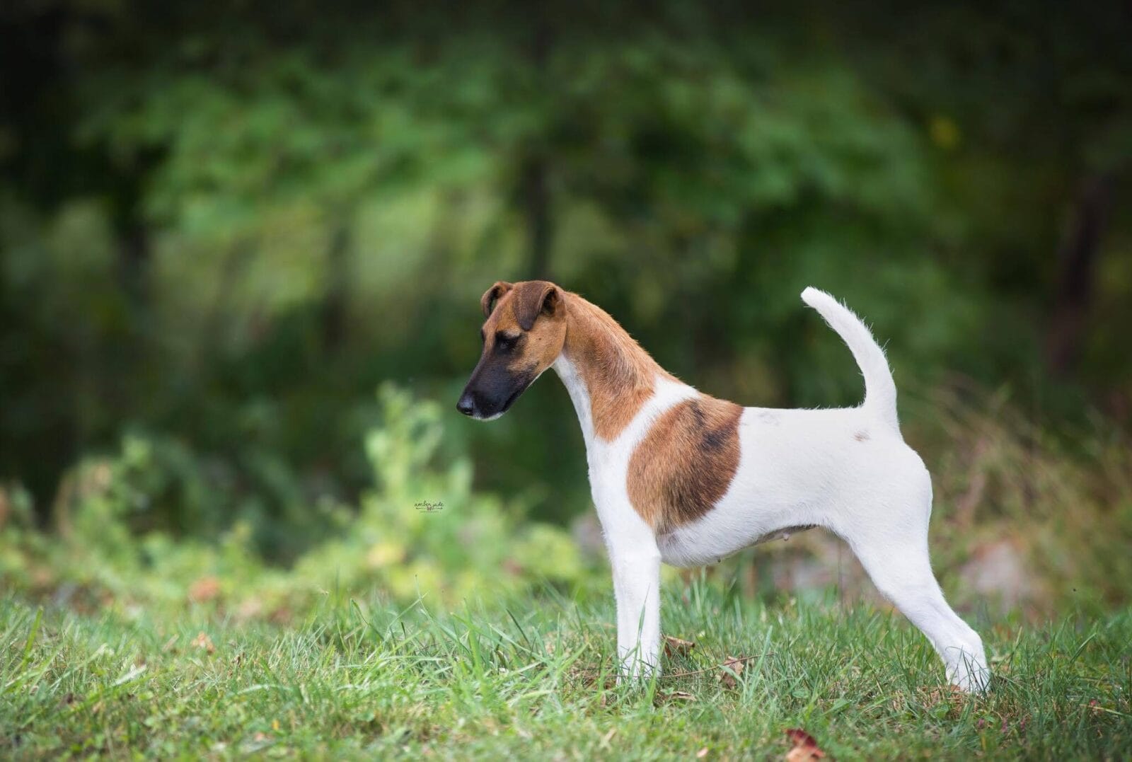 Photo of BOSS CH Belfox Osiris, a tan & white Fox Terrier (Smooth).