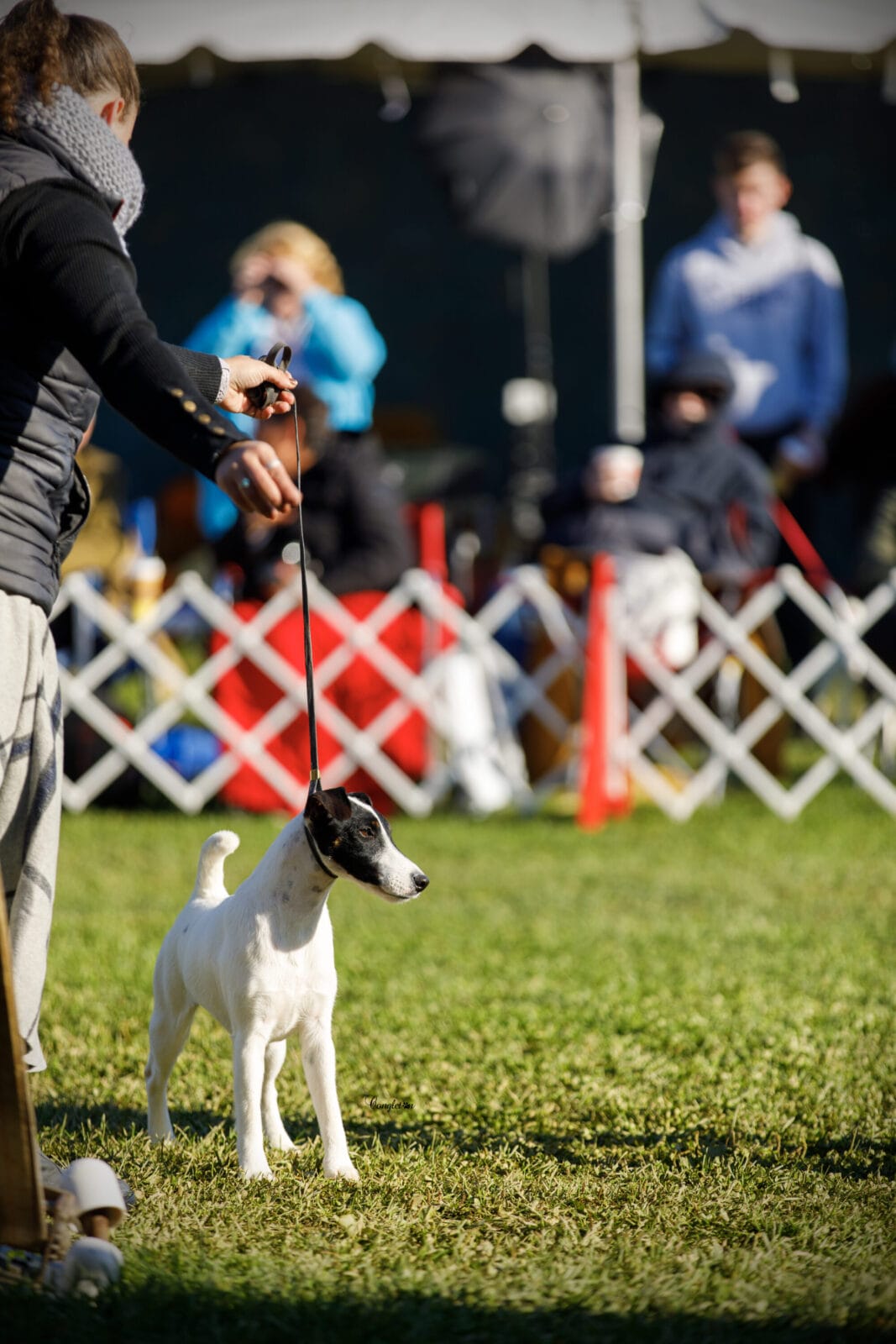 Photo of GCH Misty Hollow Decorum Above The Clouds, a Black, Tan & White Fox Terrier (Smooth).