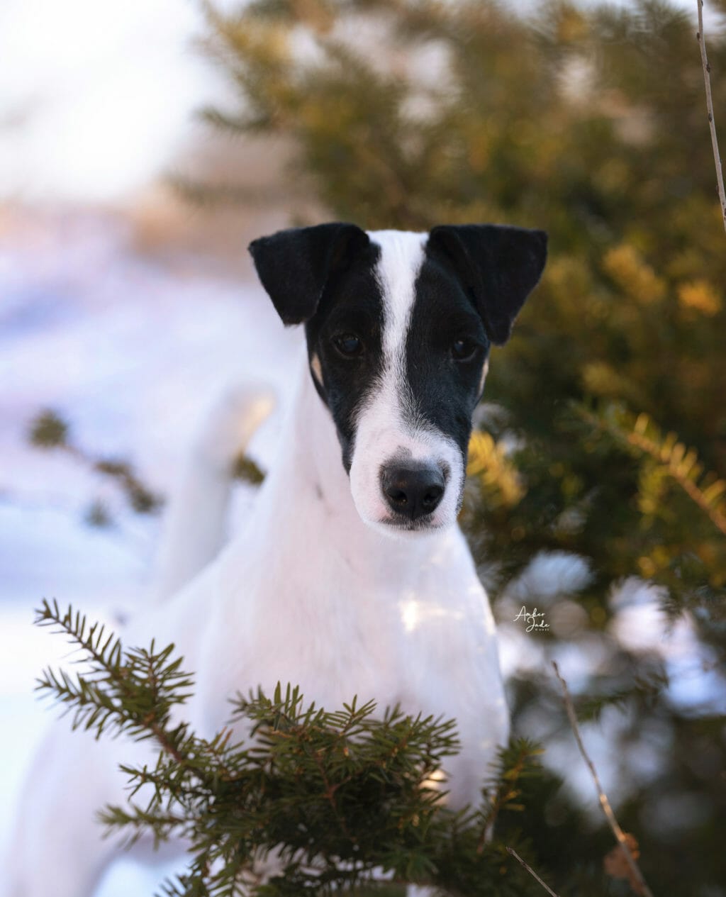misty hollow decorum above the clouds ) fox terrier