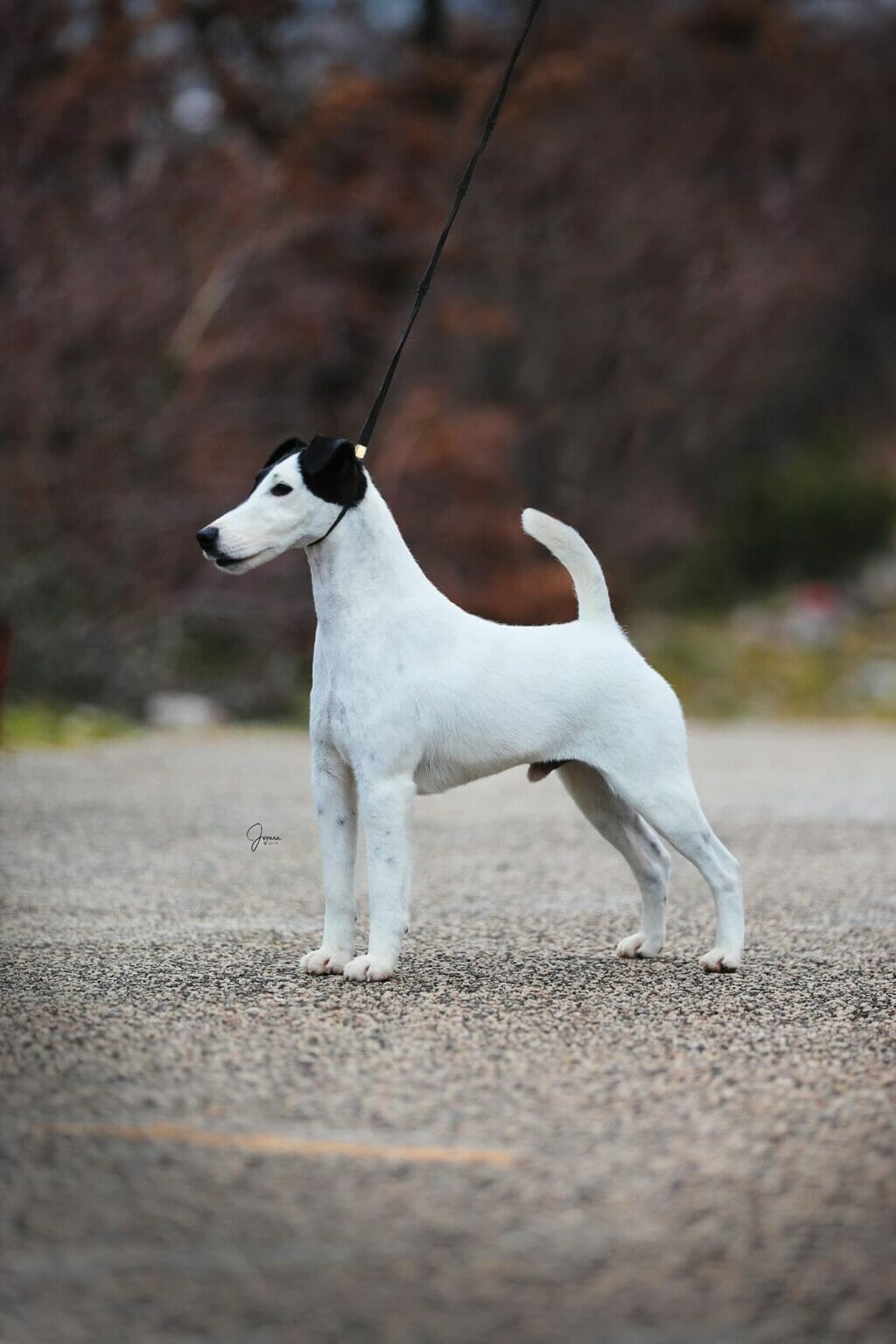 Photo of Multi CH US GCH Absolutely Signature ROM, a black & White Fox Terrier (Smooth).