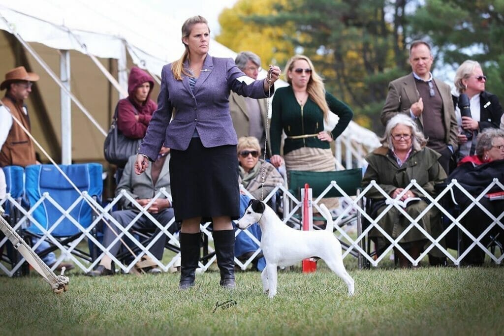 Photo of Multi CH US GCH Absolutely Signature ROM, a black & White Fox Terrier (Smooth).