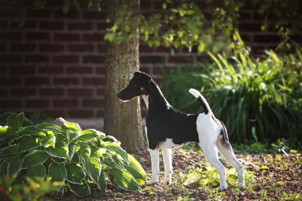 decorum brilliance ) fox terrier